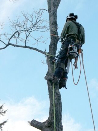 Greenview Tree Care