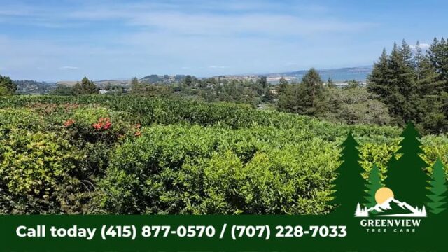 Greenview Tree Care. Call us today to get a free Estimate.