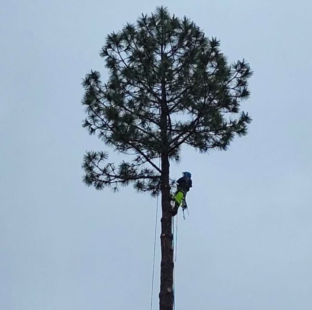 Check Out Our Website For Any Work Inquiries & Information 

https://greenviewtreecare.com