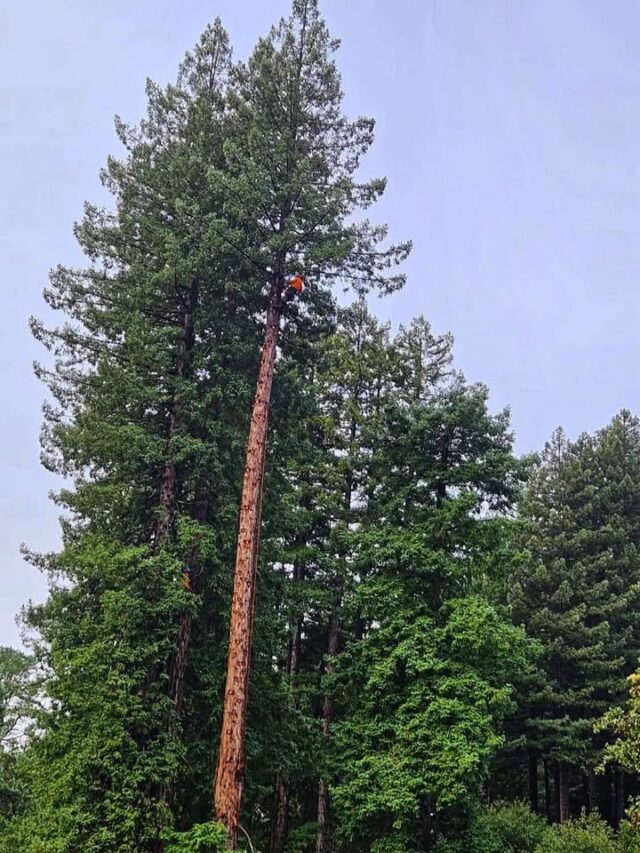 Taking Tree Care to New Heights 🌲 Wherher it's trimming, removal, or emergency services -- we've got it! 
 

#TreeService #TreeCareExperts #marincounty #sonomacounty #napacounty #greenviewtreecare